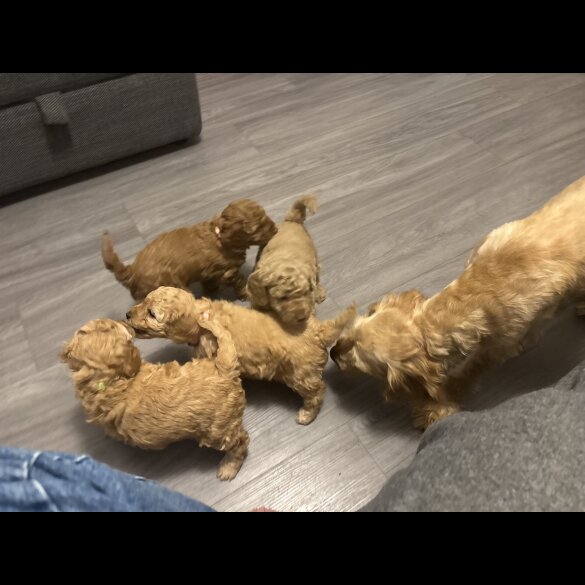 Cockapoo - Both