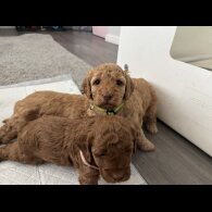 Cockapoo - Both