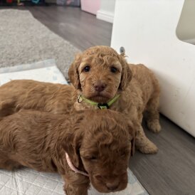 Cockapoo - Both