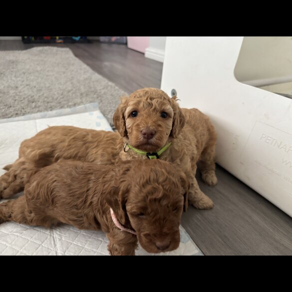 Cockapoo - Both