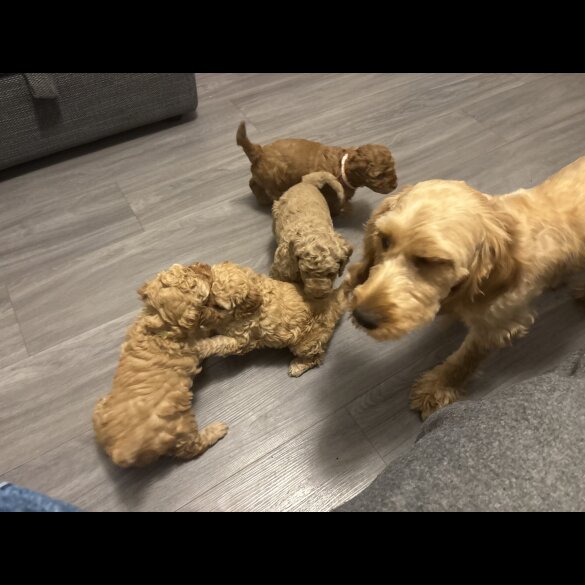 Cockapoo - Both
