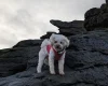 Maltipoo