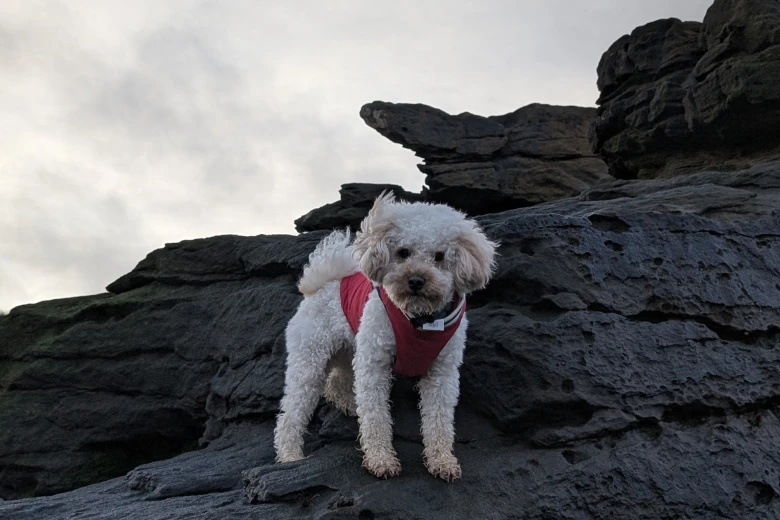 Maltipoo