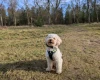 Maltipoo