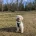 Maltipoo