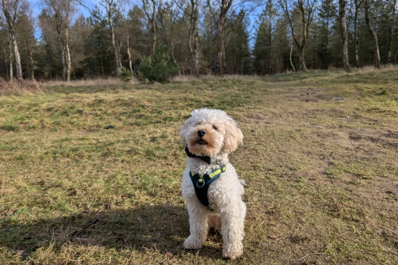 Maltipoo
