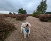 Maltipoo