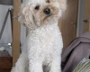 Maltipoo