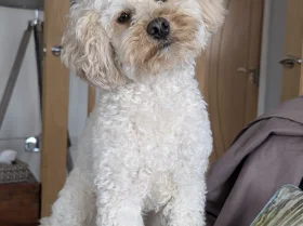 Maltipoo