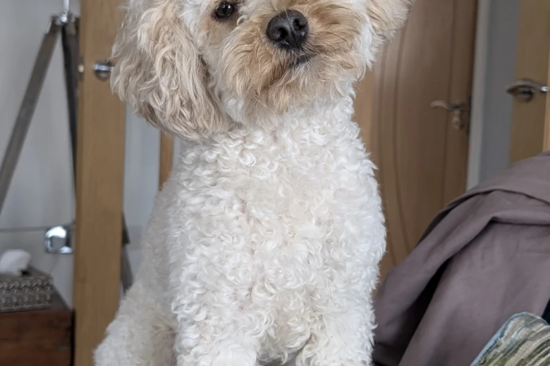 Maltipoo