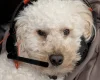 Maltipoo