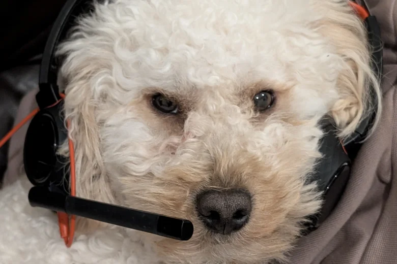 Maltipoo