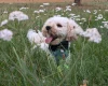Maltipoo