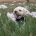 Maltipoo
