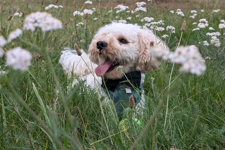 Maltipoo