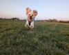 Maltipoo