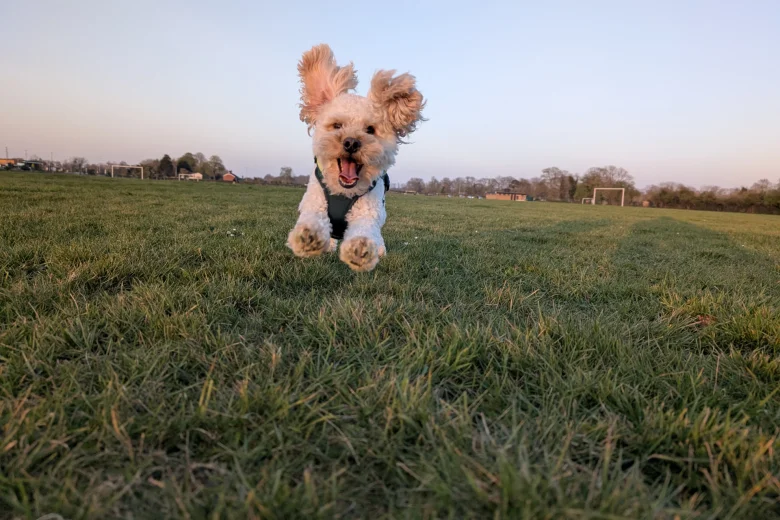 Maltipoo