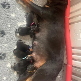 Rottweiler - Both