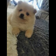 Pomeranian - Both