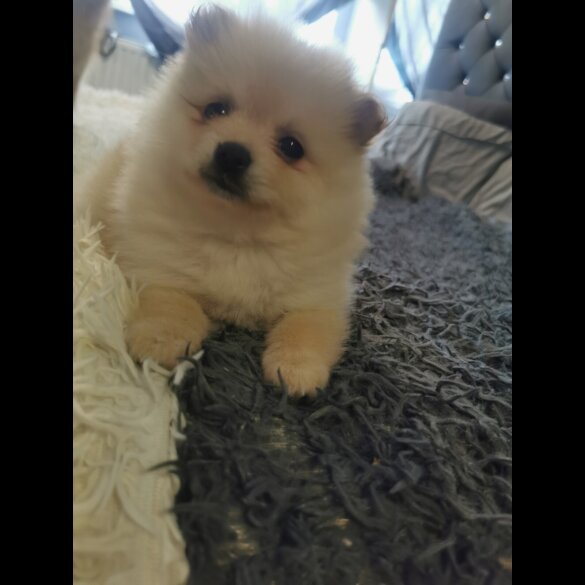 Pomeranian - Both