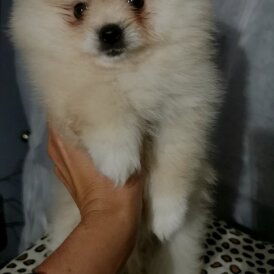 Pomeranian - Both