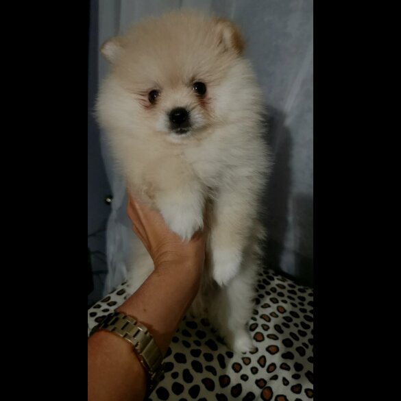 Pomeranian - Both