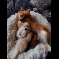 Pomeranian - Both