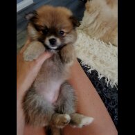 Pomeranian - Both