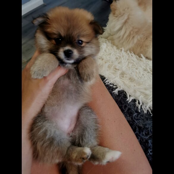Pomeranian - Both