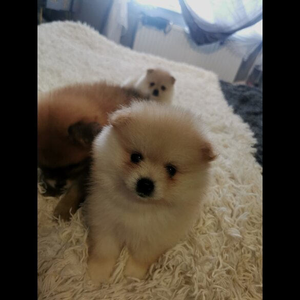Pomeranian - Both