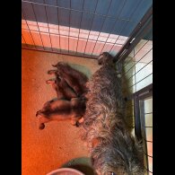 Dachshund (Standard &amp; Miniature) - Dogs