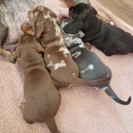 Dachshund (Standard &amp; Miniature) - Both