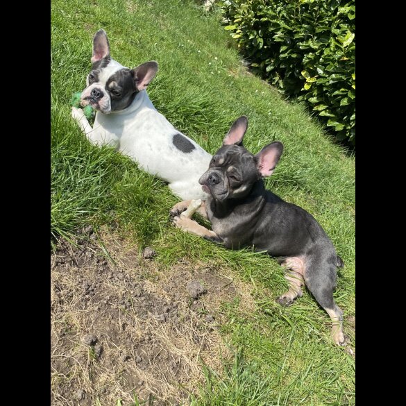 French Bulldog - Bitches