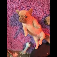 French Bulldog - Both