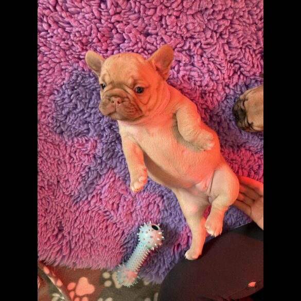 French Bulldog - Both