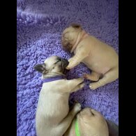 French Bulldog - Both