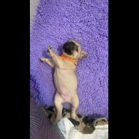 French Bulldog - Both