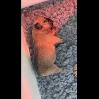 French Bulldog - Both