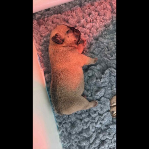 French Bulldog - Both