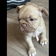 French Bulldog - Both