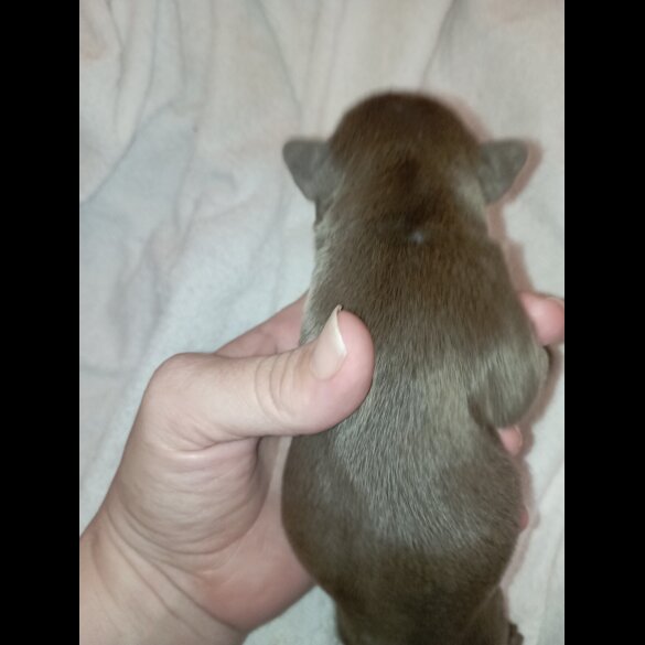 French Bulldog - Both