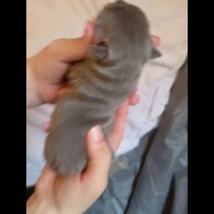 French Bulldog - Both