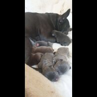 French Bulldog - Both