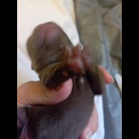 French Bulldog - Both