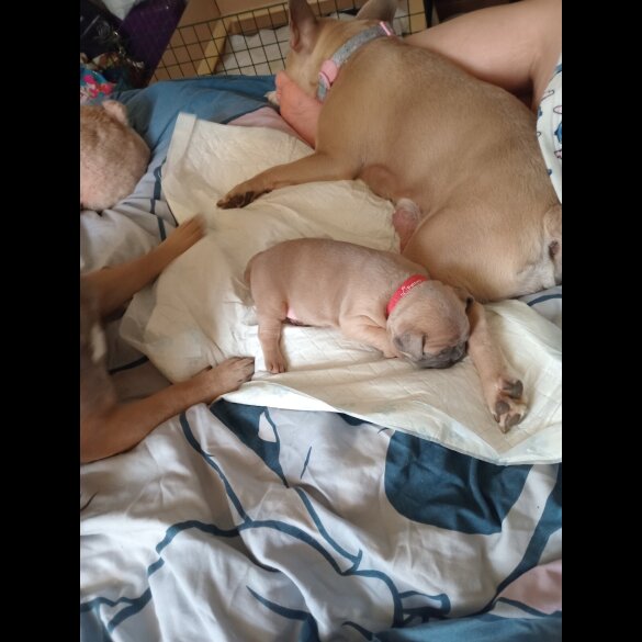 French Bulldog - Dogs