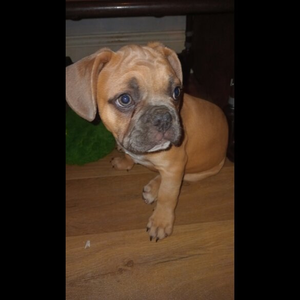 French Bulldog - Dogs