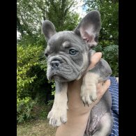 French Bulldog - Both