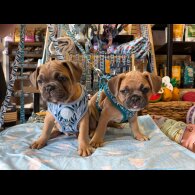 French Bulldog - Dogs