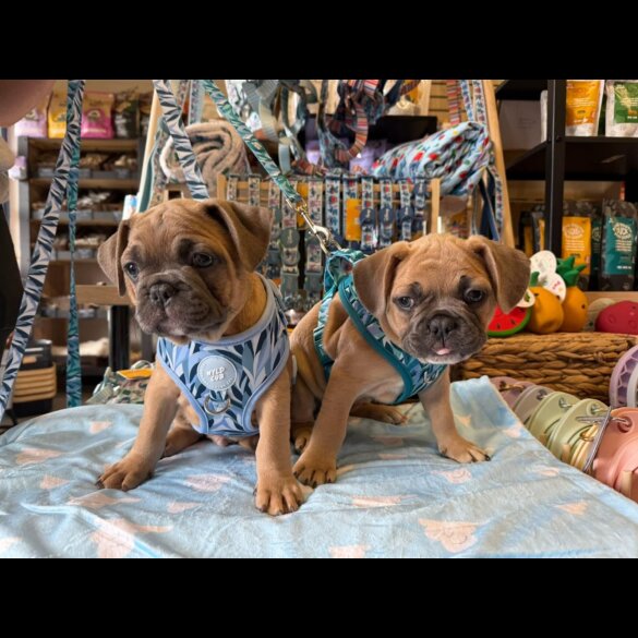 French Bulldog - Dogs