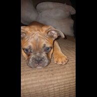French Bulldog - Dogs